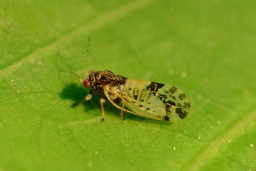 Cacopsylla pulchella