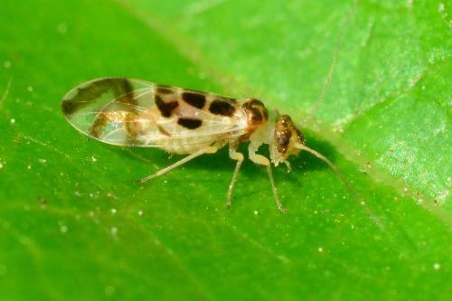 Graphopsocus cruciatus