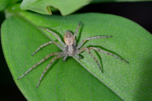 Philodromus sp.