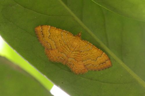 Camptogramma bilineata