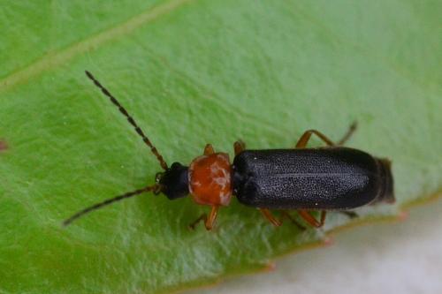 Cratosilis denticollis