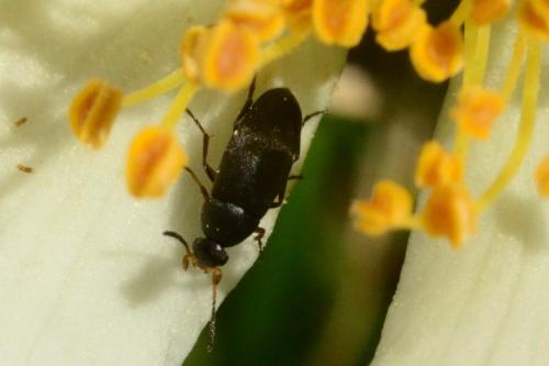Anaspis sp.