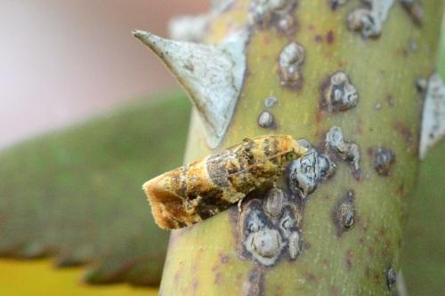 Lobesia reliquana