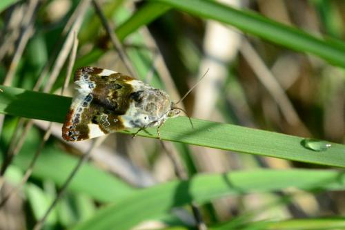 Réf. 85 918 : Acontia lucida