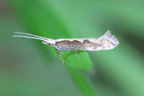 Réf. 85 997 : Plutella xylostella