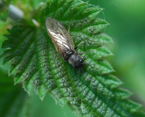 Sialis sp.
