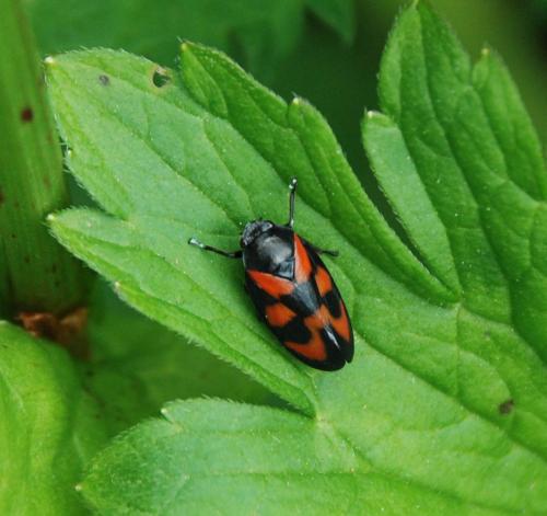 Cercopis vulnerata