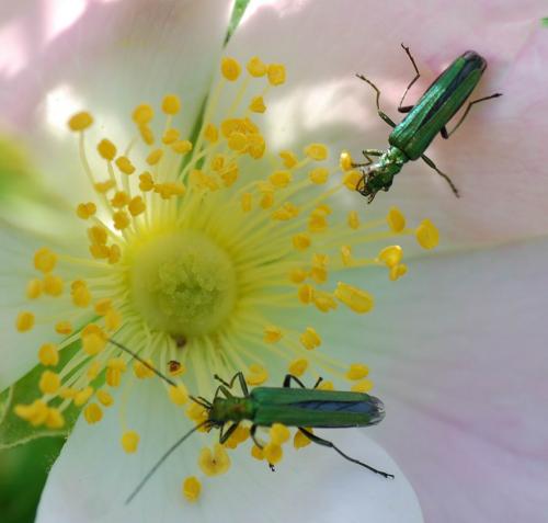 Oedemera nobilis