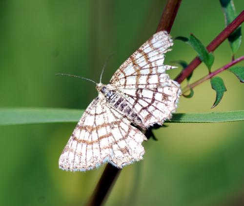 Chiasmia clathrata