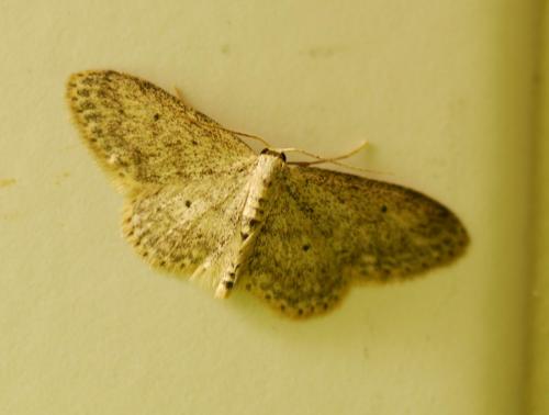 Idaea seriata