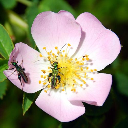 Oedemera nobilis