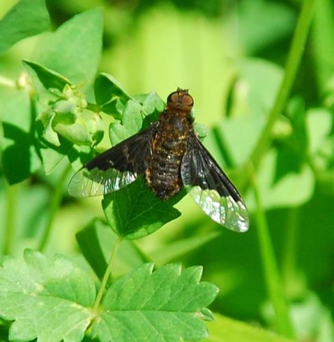 Hemipenthes morio