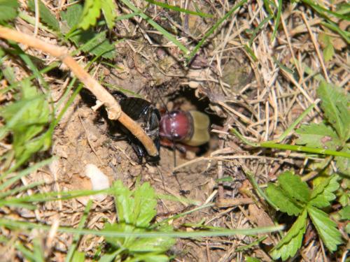 Gryllus campestris