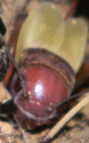 Gryllus campestris