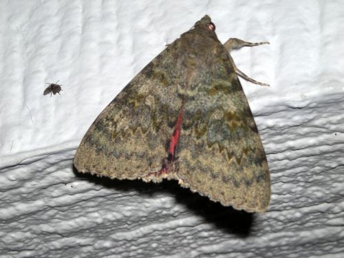 Réf. 85 591 : Catocala elocata
