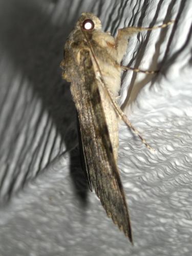 Réf. 85 593 : Catocala elocata