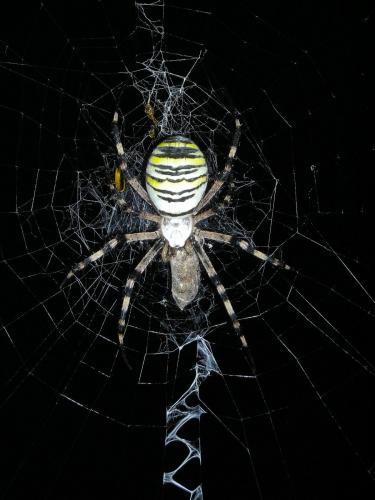 Réf. 85 606 : Argiope bruennichi