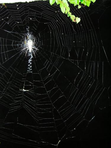 Réf. 85 607 : Argiope bruennichi