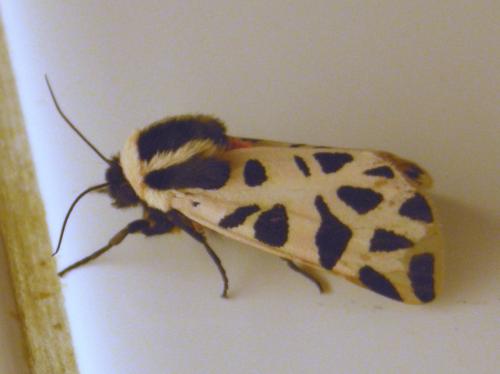 Réf. 85 598 : Cymbalophora pudica
