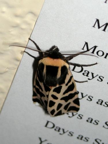 Cymbalophora pudica