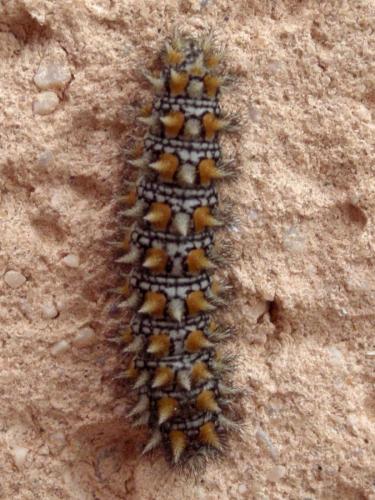 Melitaea didyma