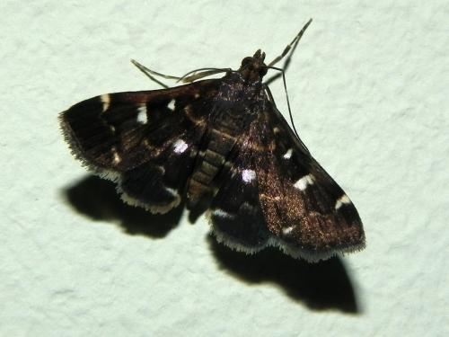 Réf. 85 394 : Piletocera fluctualis