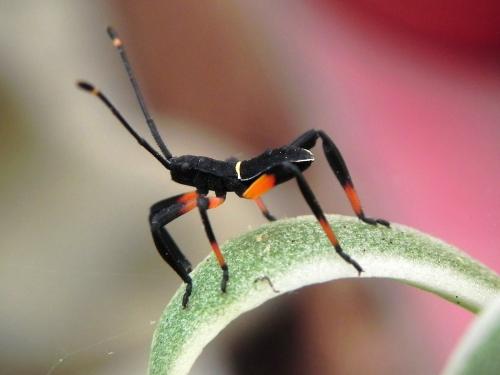 Mictis profana