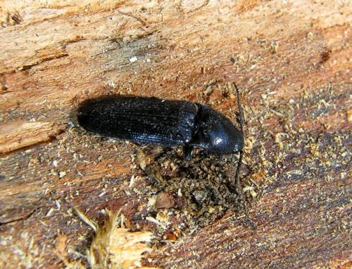 Ampedus brunnicornis