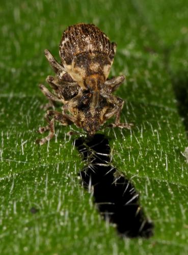Nedyus quadrimaculatus