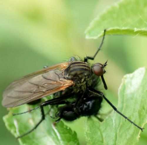 Empis tessellata