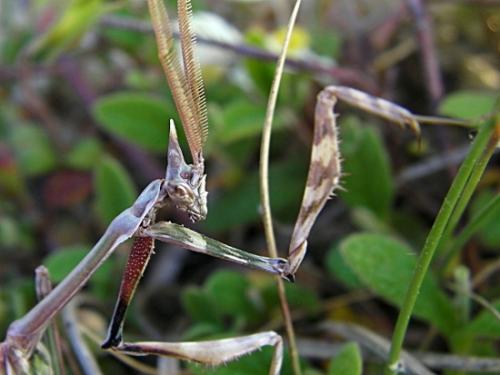 Réf. 85 895 : Empusa pennata