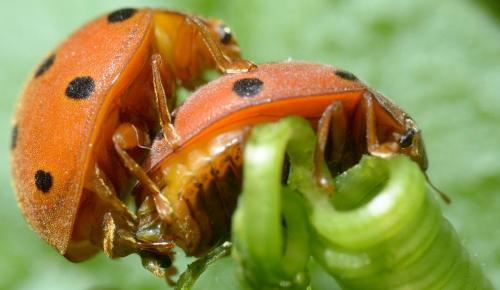 Henosepilachna argus