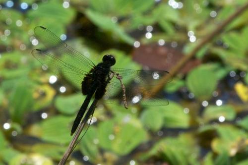 Réf. 85 916 : Erythemis attala