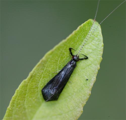 Réf. 85 996 : Mystacides azureus