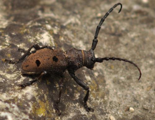 Herophila tristis