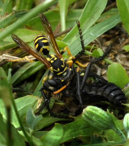 Polistes dominula