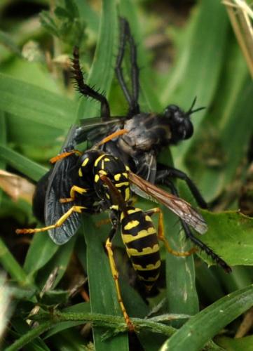 Polistes dominula