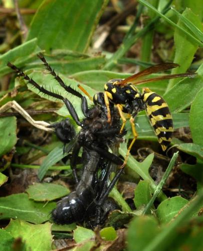 Polistes dominula