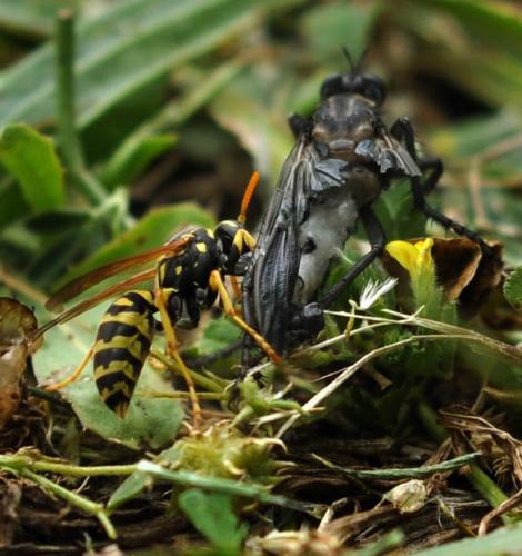 Polistes dominula