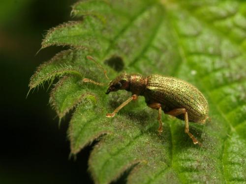 Réf. 85 048 : Polydrusus pterygomalis