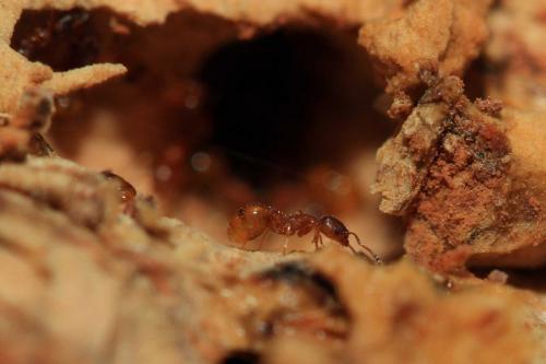 Temnothorax sp.
