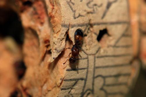 Temnothorax sp.
