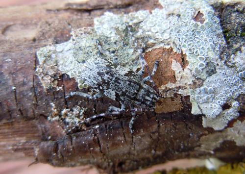 Mesosa nebulosa