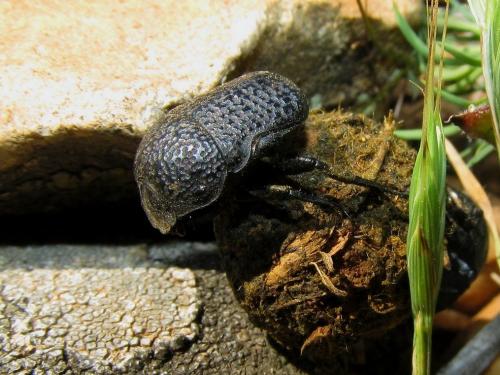 Gymnopleurus flagellatus