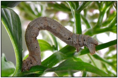 Réf. 85 316 : Alcis repandata
