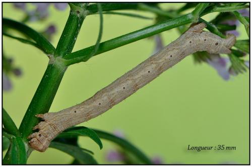 Réf. 85 317 : Alcis repandata