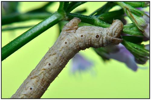 Réf. 85 318 : Alcis repandata