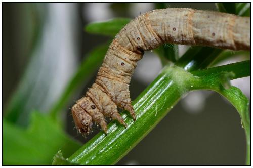 Réf. 85 320 : Alcis repandata