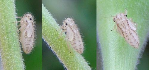 Réf. 85 873 : Agallia consobrina