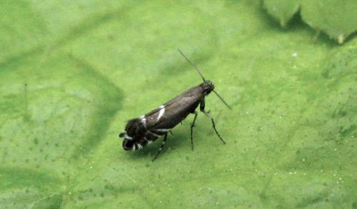 Glyphipterix sp.